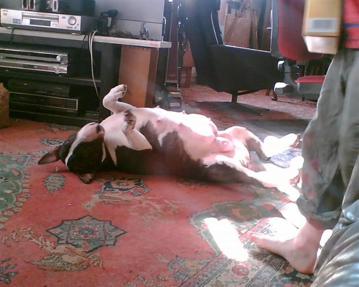 Bullterrier Molly +++R.I.P.+++ - Skøøønt at ligge på ryggen med alle stængerne i vejret... billede 3