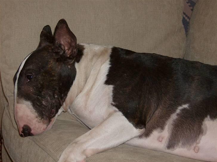 Bullterrier Molly +++R.I.P.+++ - Jaaa her ligger jeg så igen.. sms..Lækker som jeg er.. billede 4