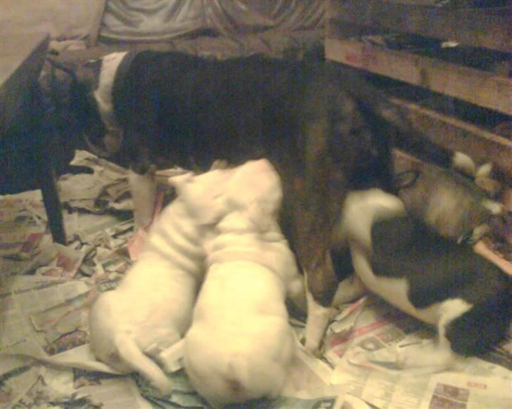 Bullterrier Molly +++R.I.P.+++ - Ja her får de små så en lille tår.. Men det jo længe siden nu.. billede 5