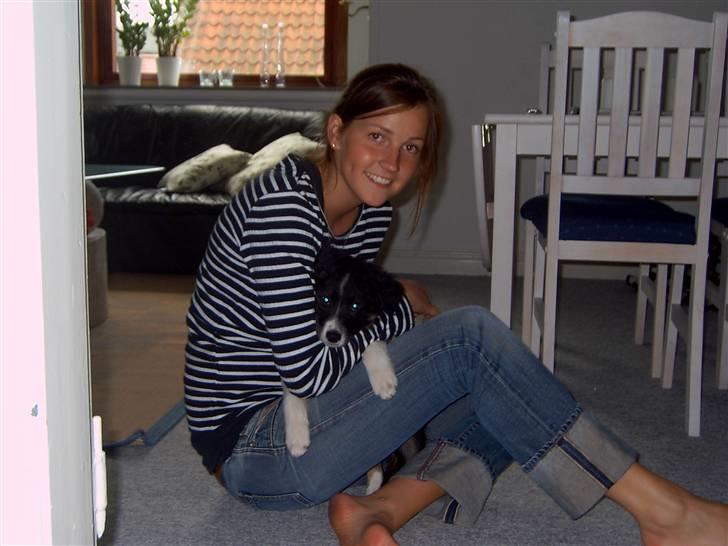 Border collie Victor billede 9