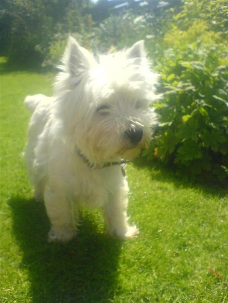 West highland white terrier Charlie billede 11