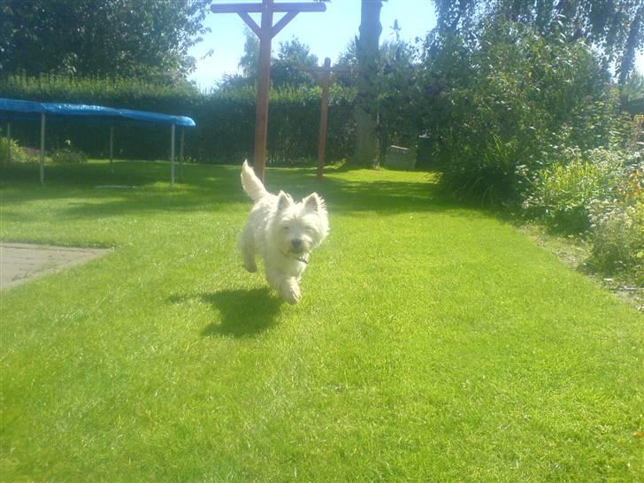 West highland white terrier Charlie billede 12