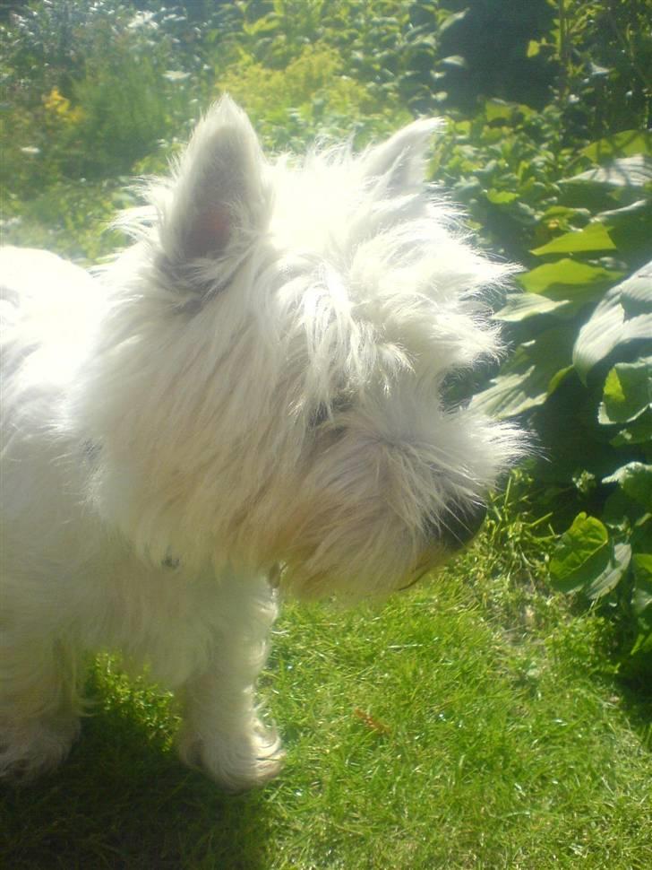 West highland white terrier Charlie billede 13