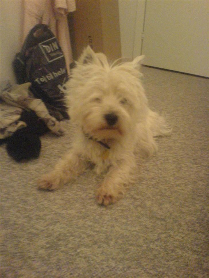 West highland white terrier Charlie billede 14