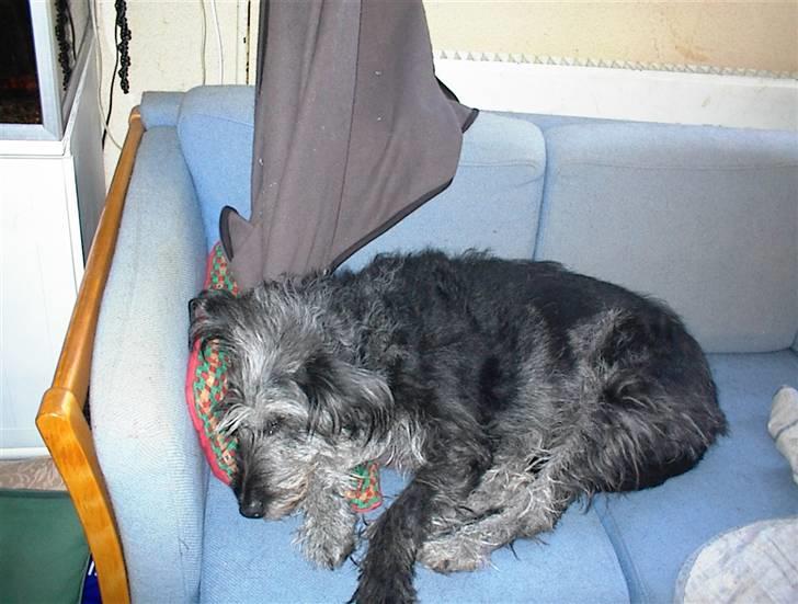 Border collie /Labrador R.I.P. Fie<3 billede 6