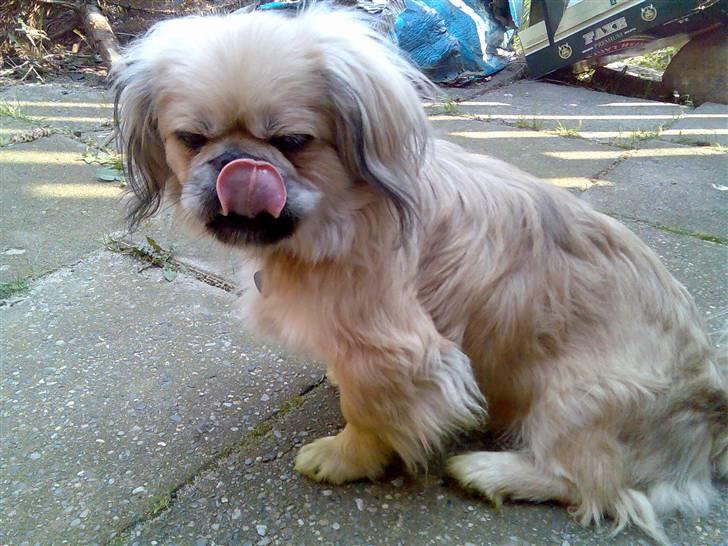 Pekingeser Beton - lang tunge - til lille hund :o) billede 3