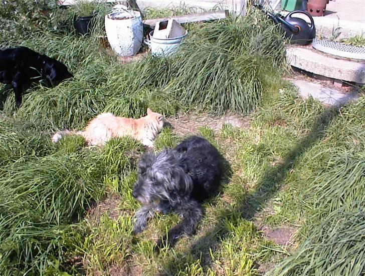 Border collie /Labrador R.I.P. Fie<3 billede 7