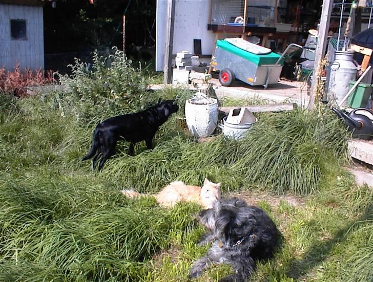 Border collie /Labrador R.I.P. Fie<3 - Heej Rie og Obsession skal vi lege ?? billede 8