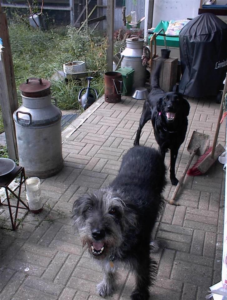 Border collie /Labrador R.I.P. Fie<3 - Hej Rie skal vi lege billede 9