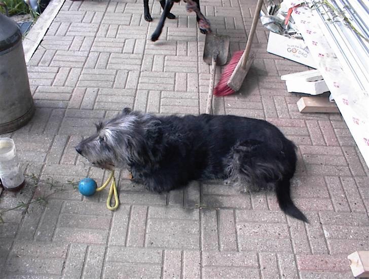 Border collie /Labrador R.I.P. Fie<3 - Jeg leger med min bolt billede 10