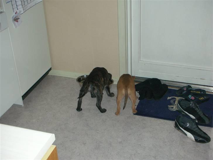 Staffordshire bull terrier Aya - Aya og kenzo spiser, efter leg.. billede 8