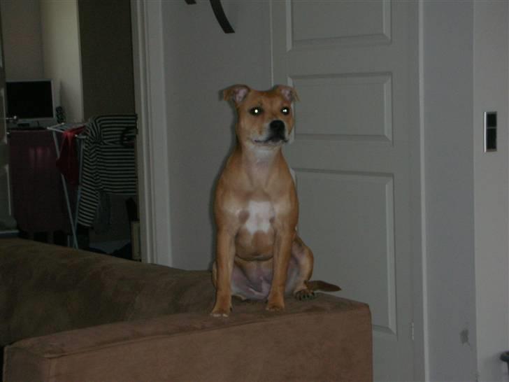 Staffordshire bull terrier Aya - Aya holder vagt... billede 9