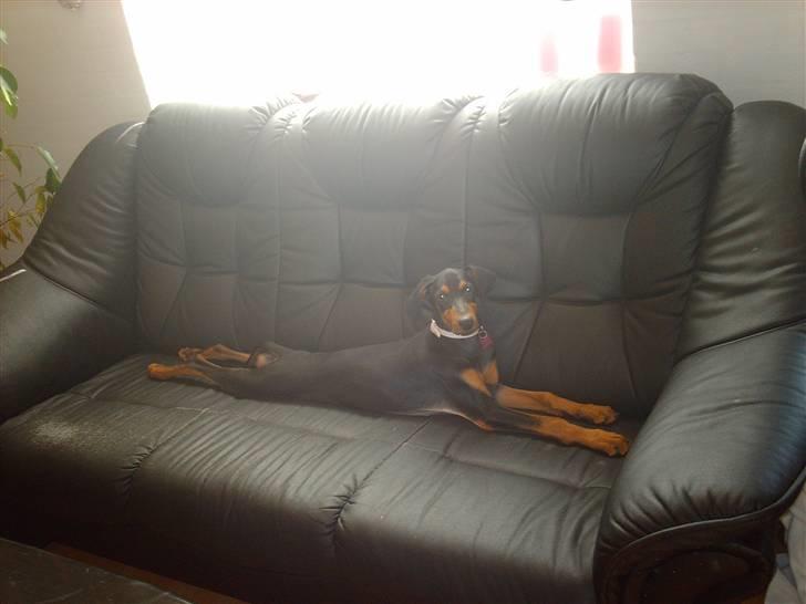 Dobermann Ana-bol - Tja, lidt lang er hun da....he he billede 10