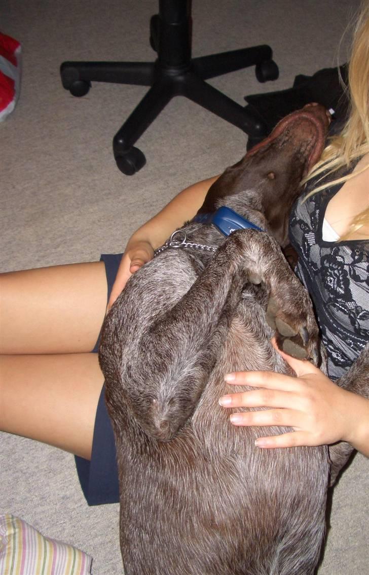 Korthåret hønsehund Sakko billede 12