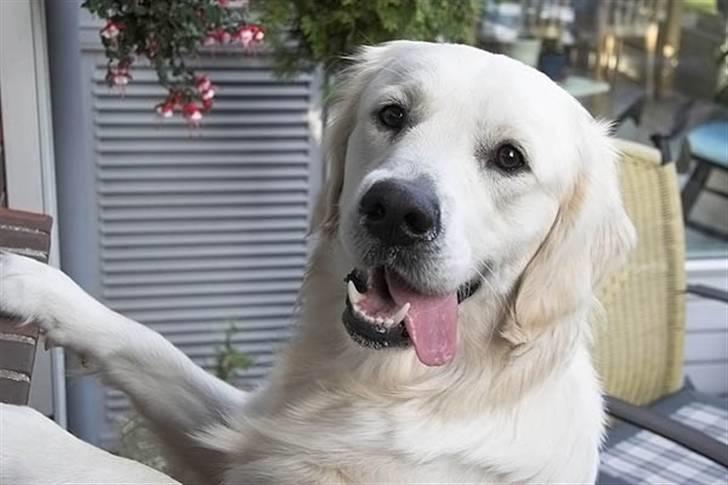 Golden retriever Buddy billede 1