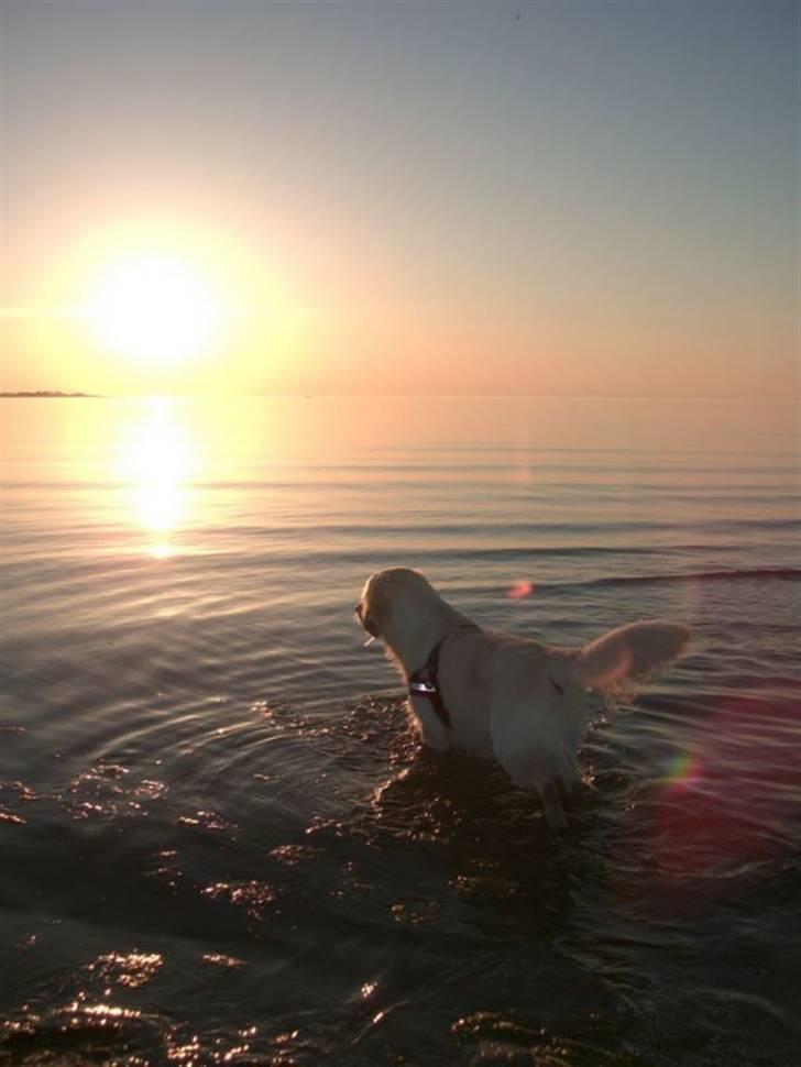 Golden retriever Buddy billede 2