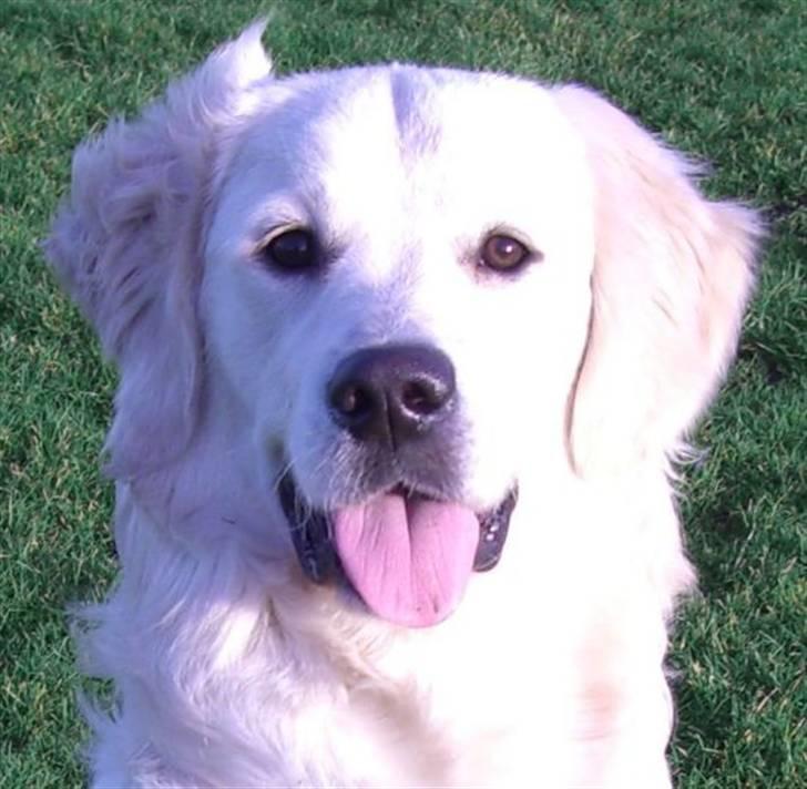 Golden retriever Buddy billede 3