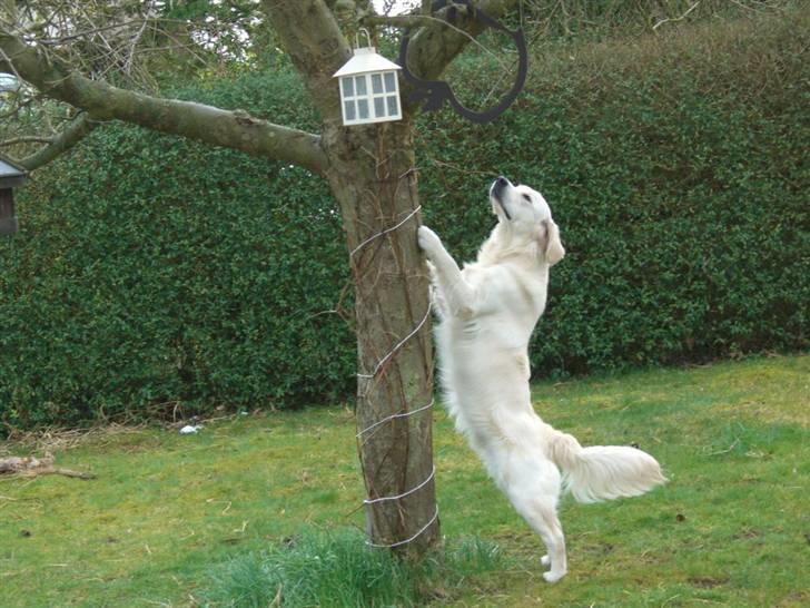 Golden retriever Buddy billede 4