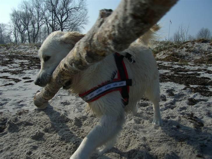 Golden retriever Buddy billede 5