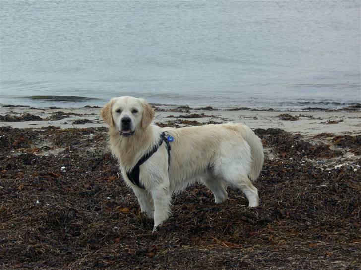 Golden retriever Buddy billede 6