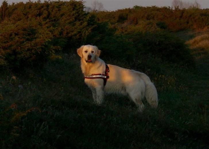 Golden retriever Buddy billede 7