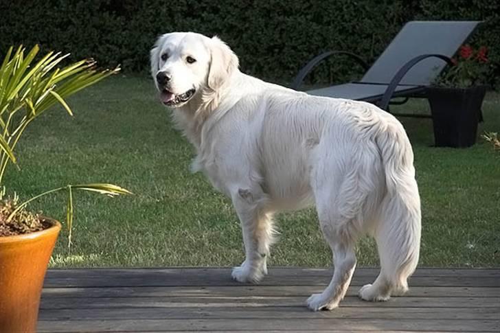 Golden retriever Buddy billede 8