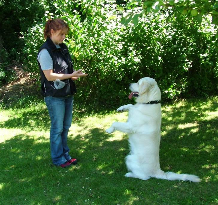 Golden retriever Buddy billede 9