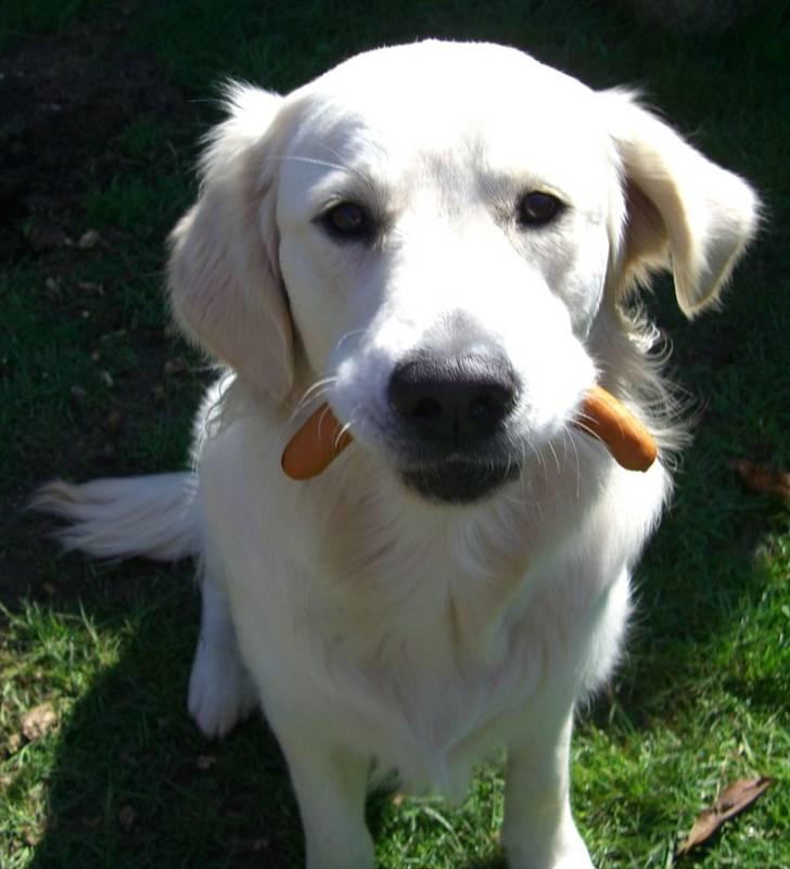 Golden retriever Buddy - Buddy har lige lært at holde og aflevere en pølse... Uden at tygge i den :o) (10mdr.) billede 10