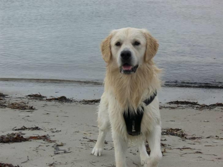 Golden retriever Buddy billede 11