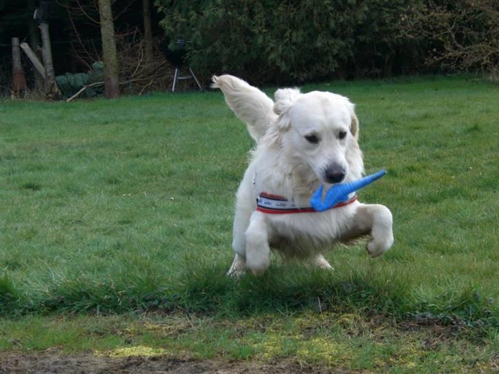 Golden retriever Buddy billede 12