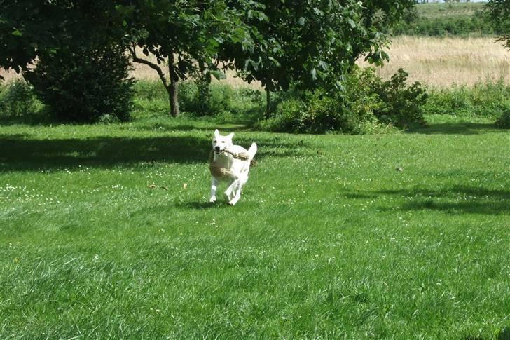 Hvid schæfer Kida *himmelhund* - Masser af plads at løbe på billede 14