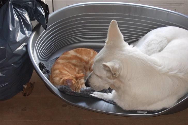 Hvid schæfer Kida *himmelhund* - Ej altså, gå din vej, dumme kat billede 15