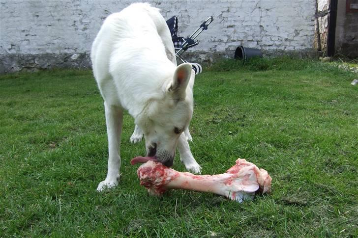 Hvid schæfer Kida *himmelhund* - Mums, ben... billede 16