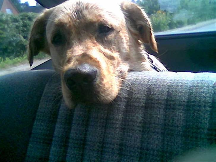 Labrador retriever Thor R.I.P. - Thor er meget træt efter en tur i hundeskoven-billedet er taget i bilen billede 4