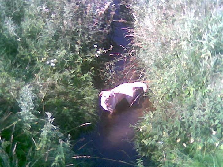 Labrador retriever Thor R.I.P. - Kast nu den godbid billede 5