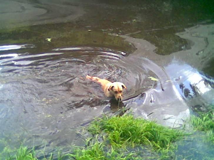 Labrador retriever Thor R.I.P. - Thor i hundeskovens sø billede 7