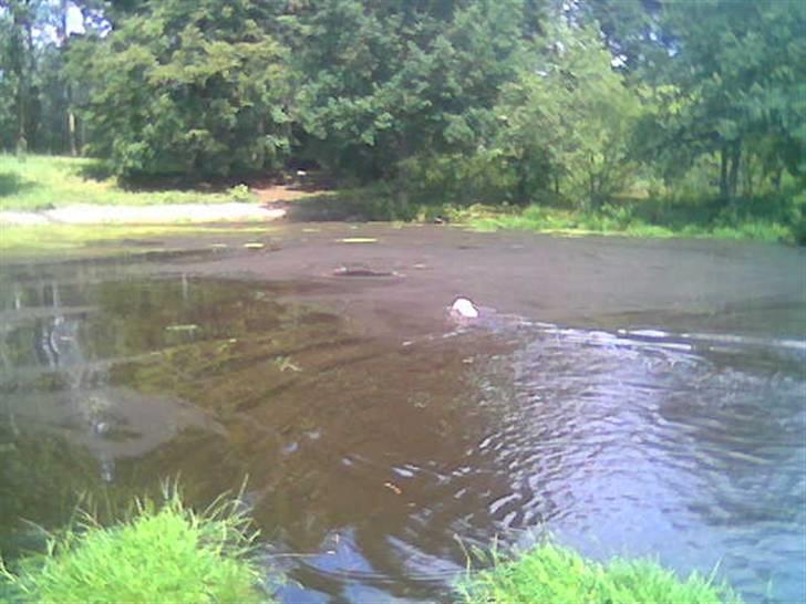 Labrador retriever Thor R.I.P. - god til at svømme i hundeskoven billede 8
