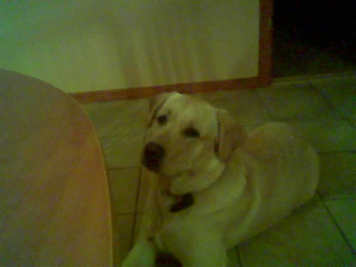 Labrador retriever Thor R.I.P. - Ligger jeg ikke pænt billede 9
