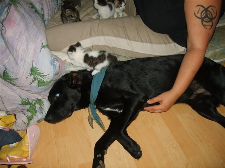 Labrador retriever plet billede 10