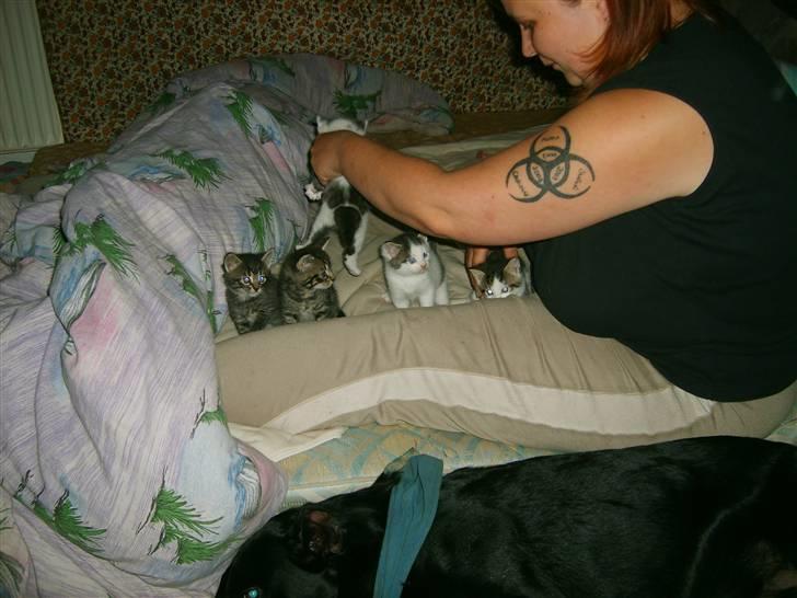 Labrador retriever plet billede 11