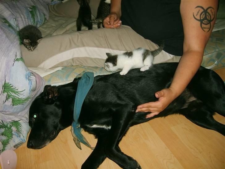 Labrador retriever plet billede 12