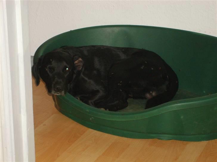 Labrador retriever plet billede 13