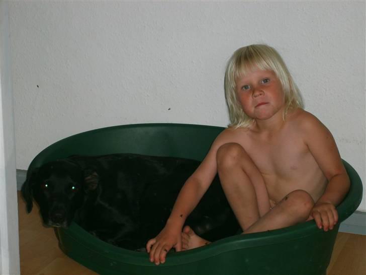 Labrador retriever plet billede 14