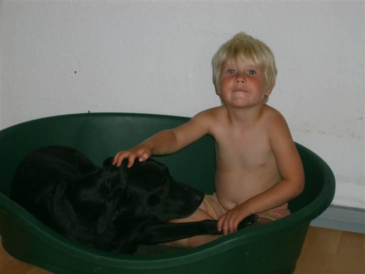 Labrador retriever plet billede 15