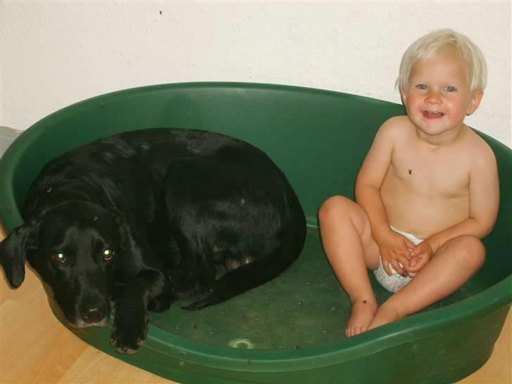 Labrador retriever plet billede 16