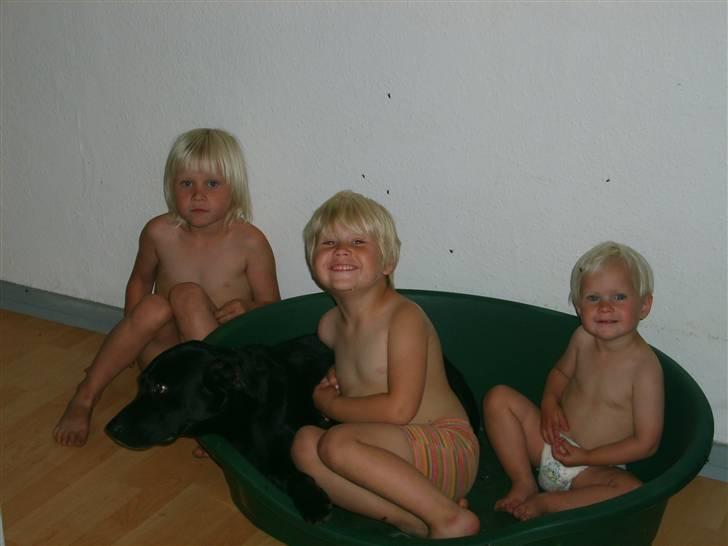 Labrador retriever plet billede 17