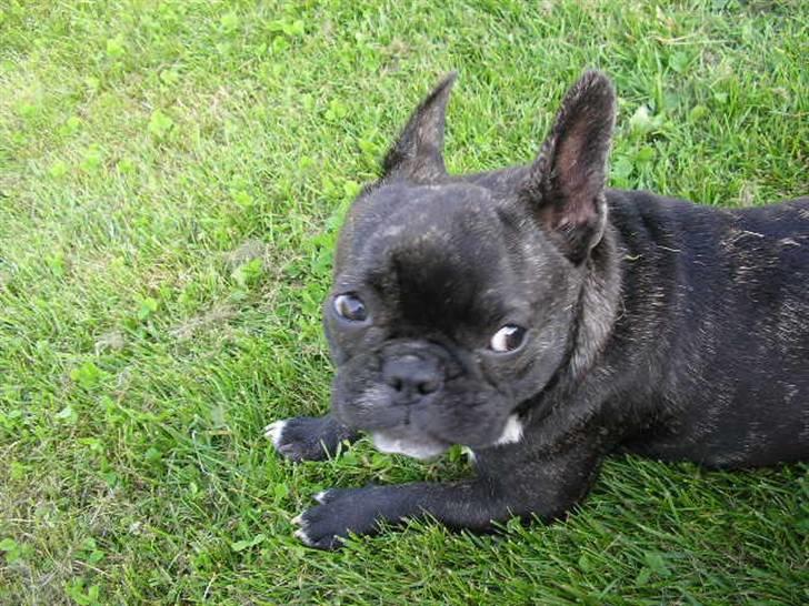 Fransk bulldog ~Chick~ billede 3