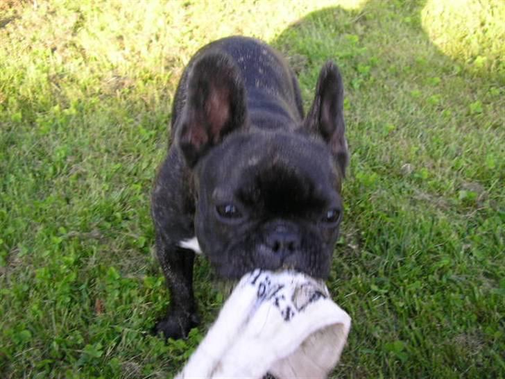 Fransk bulldog ~Chick~ billede 4