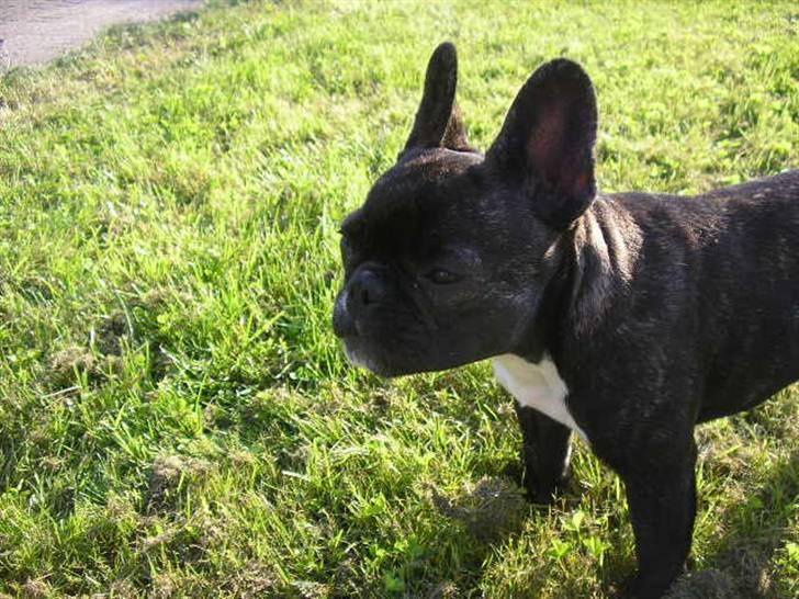 Fransk bulldog ~Chick~ billede 5