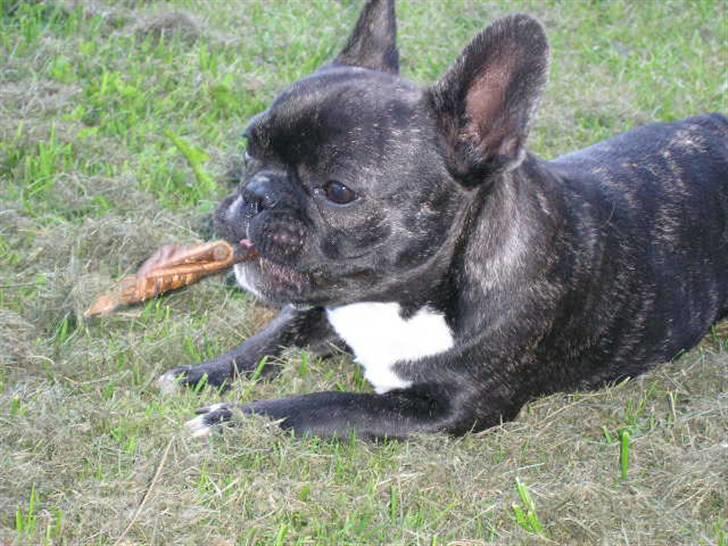 Fransk bulldog ~Chick~ billede 6